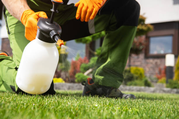 Wasp Removal Services in Picayune, MS
