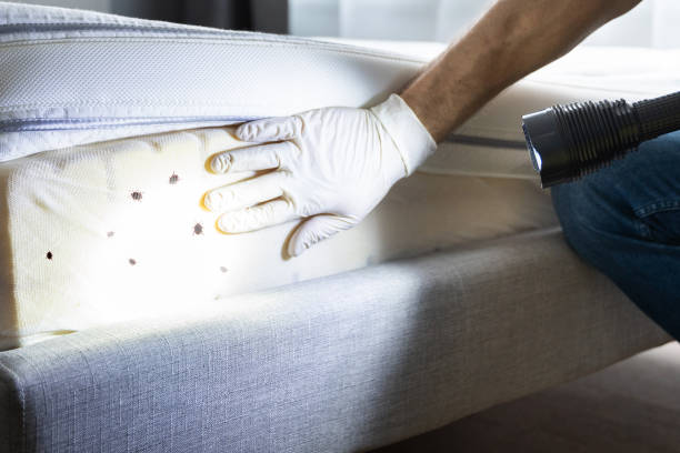 Best Affordable Pest Control Services  in Picayune, MS