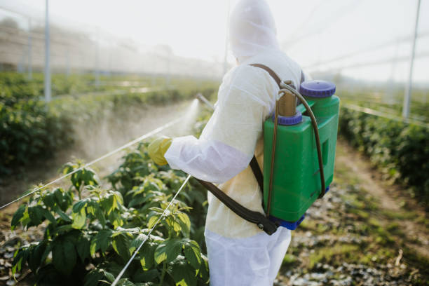 Best Rat Extermination Near Me  in Picayune, MS